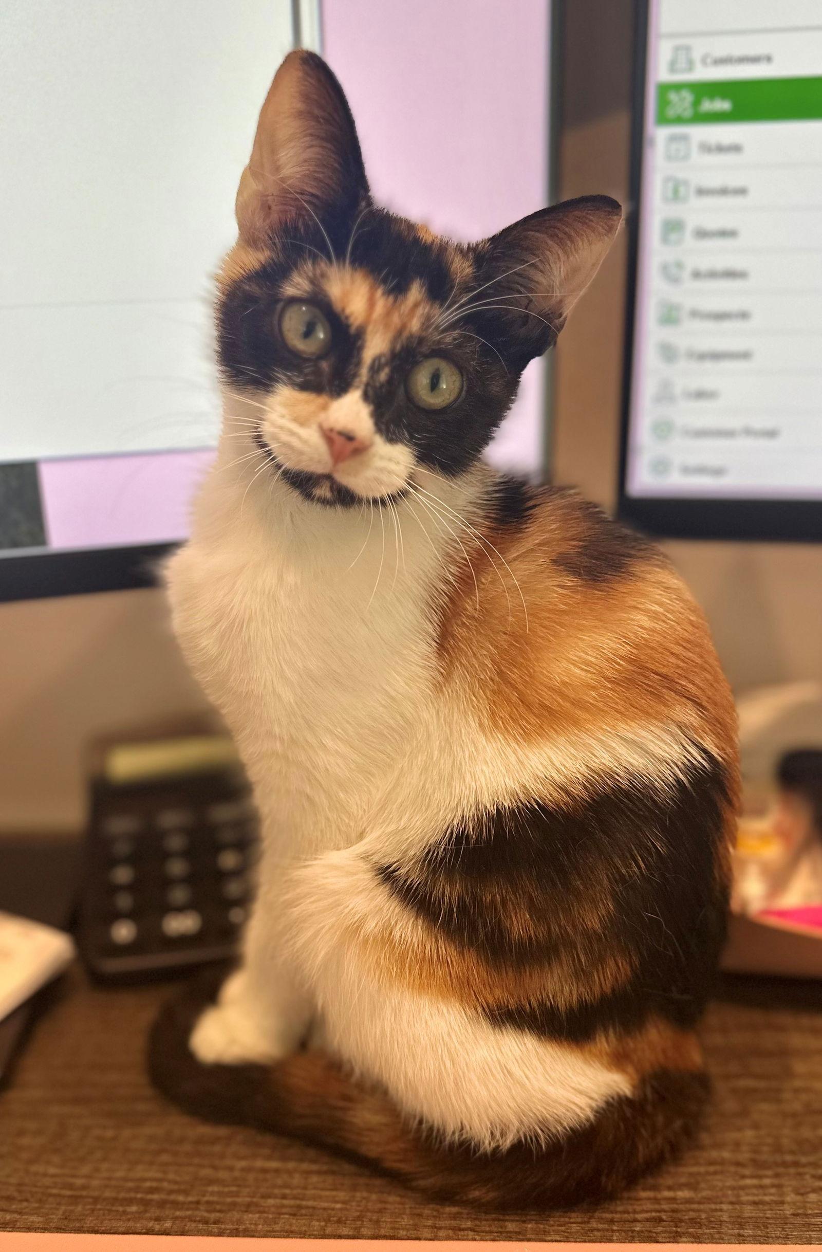 Enlarge AUTUMN BABY, a Adopted Calico in Oakland Park, FL image 3/3