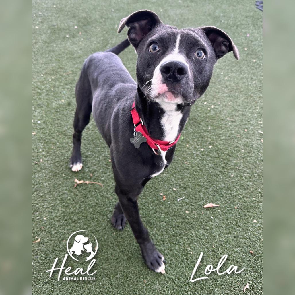 Lola, a Adoptable Mixed Breed in Youngwood, PA image 1/4