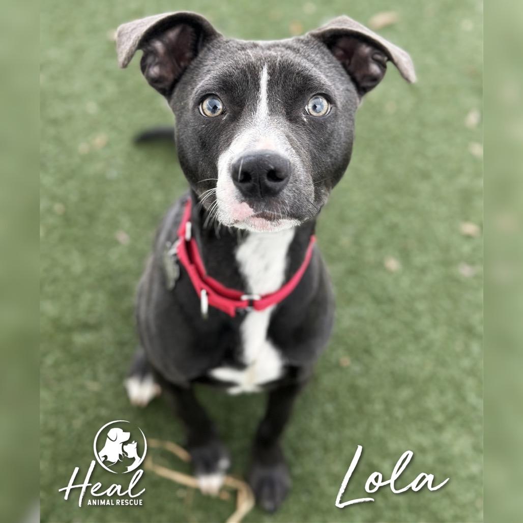 Lola, a Adoptable Mixed Breed in Youngwood, PA image 2/4