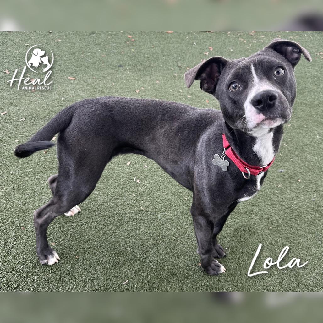 Lola, a Adoptable Mixed Breed in Youngwood, PA image 3/4