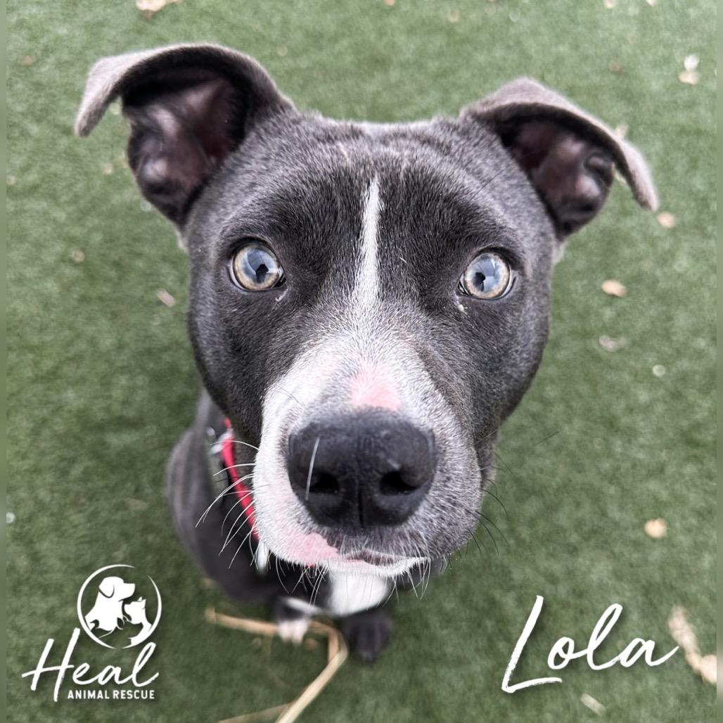 Lola, a Adoptable Mixed Breed in Youngwood, PA image 4/4