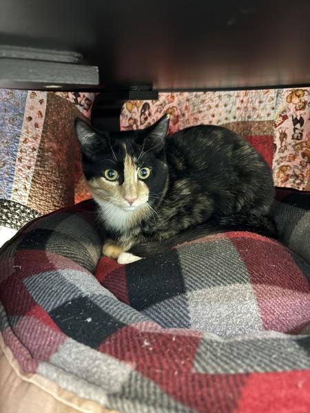 Granola, Adoptable, Young Female Domestic Short Hair.
