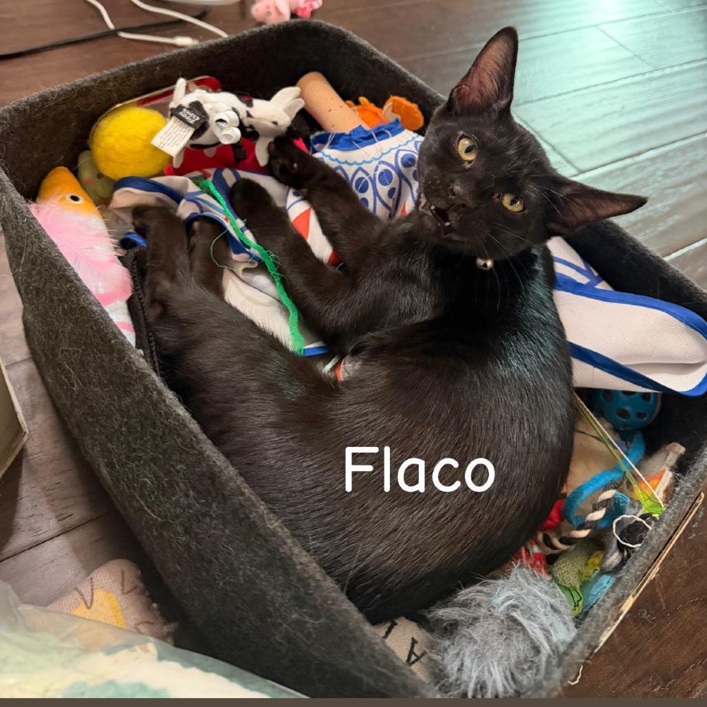 Flaco, Adoptable, Kitten Male Domestic Short Hair.