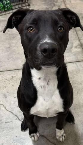 Link, Adoptable, Young Female Terrier & Mixed Breed.