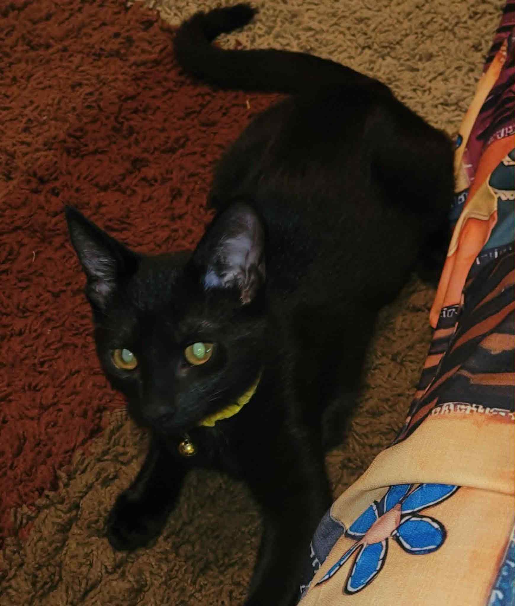 Enlarge Jasper, an adopted Domestic Short Hair in Colcord, OK image 1/1