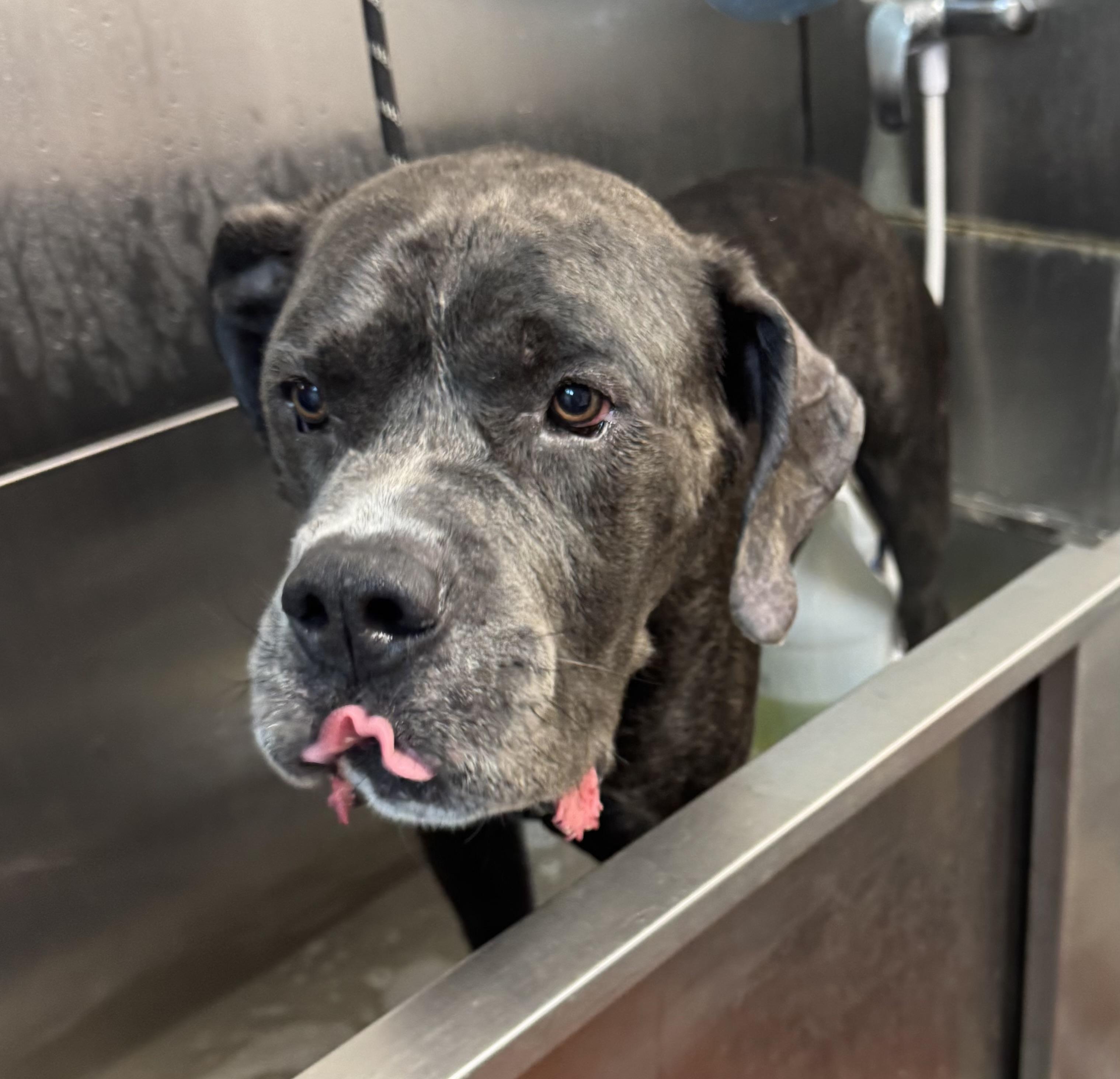 Rhino AVAILABLE, Adult Male Cane Corso