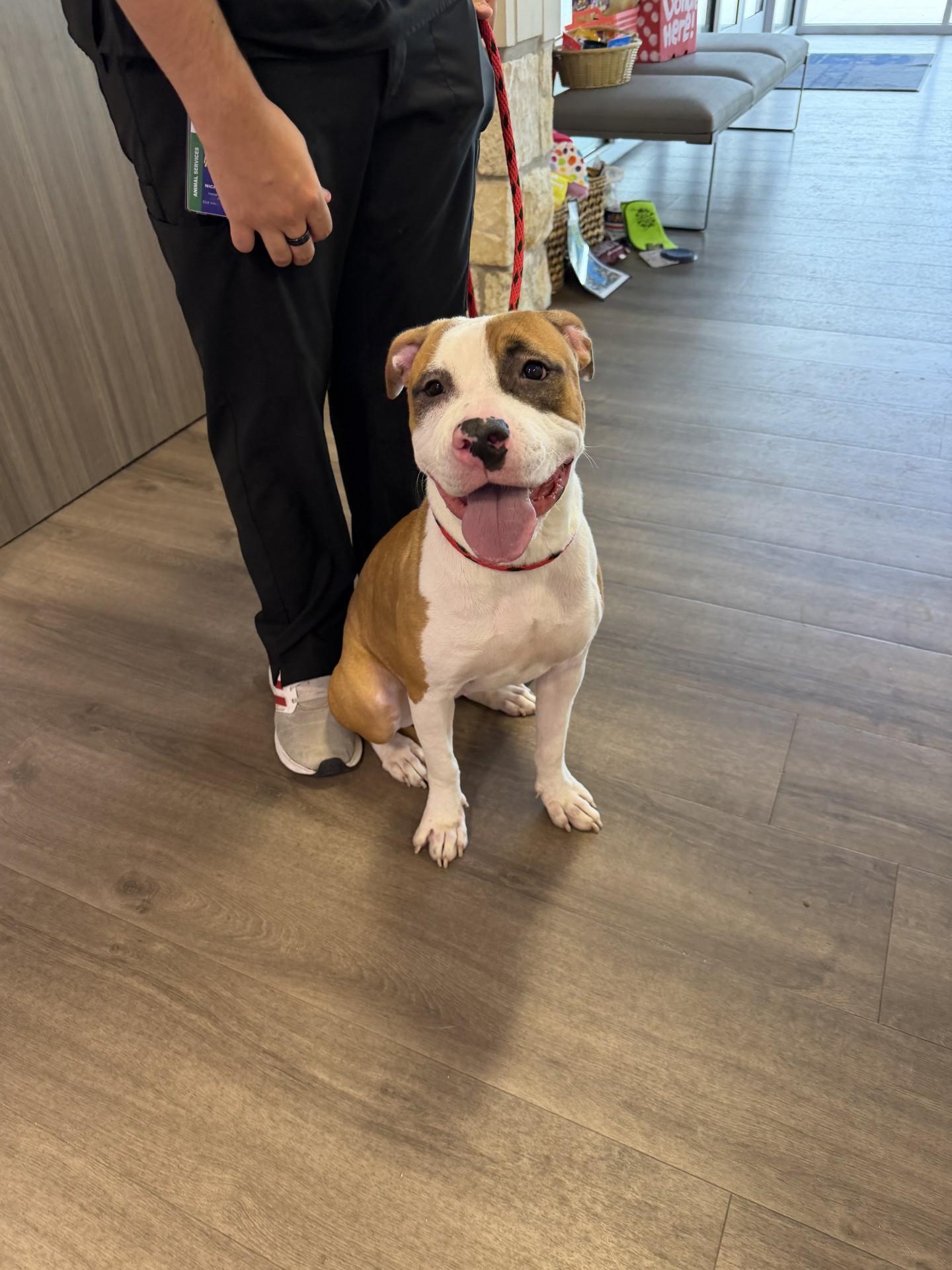 Enlarge Maggie, a ADOPTABLE mixed breed in Sachse, TX image 1/1