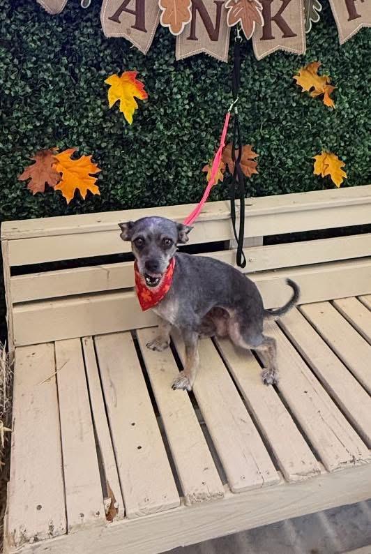 Sunny, Adoptable, Adult Female Terrier.