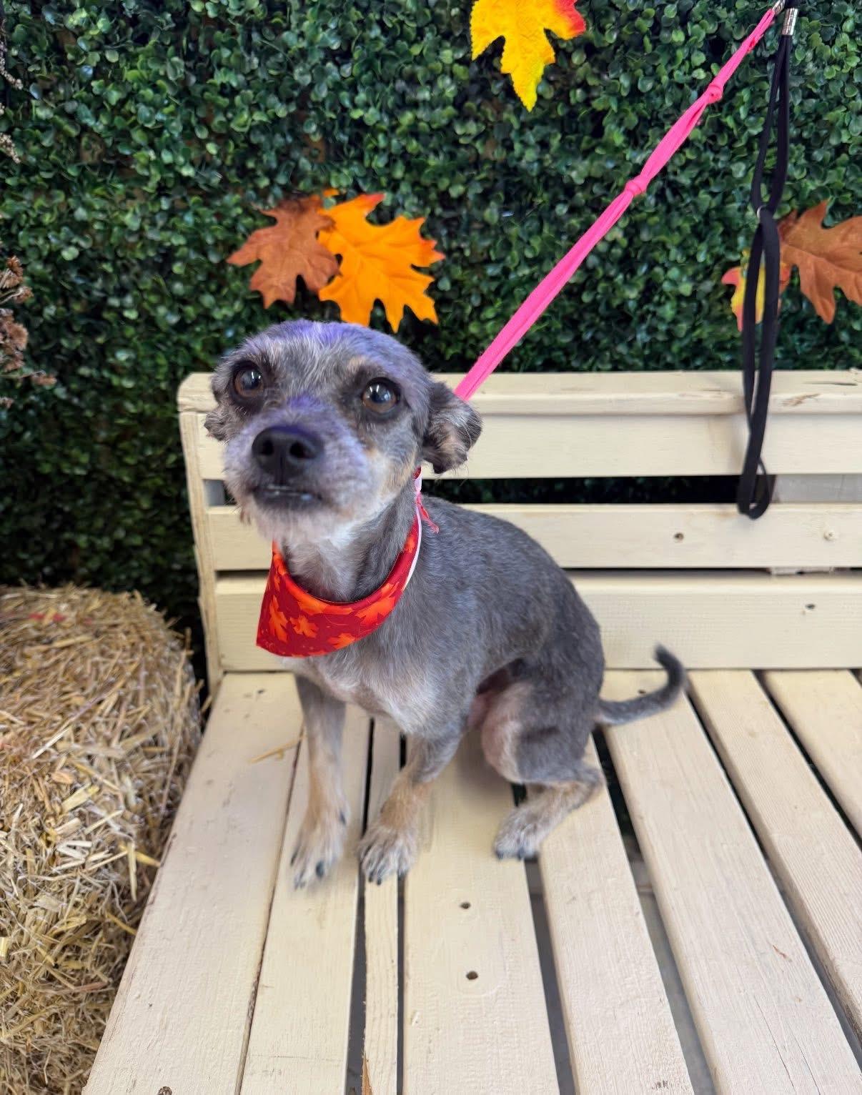 Enlarge Sunny, an adopted mixed breed in Elkton, MD image 2/5