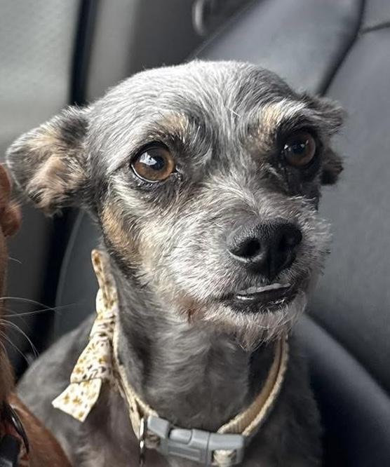 Enlarge Sunny, an adopted mixed breed in Elkton, MD image 4/5