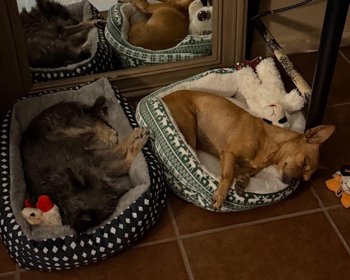 Enlarge Sunny, an adopted mixed breed in Elkton, MD image 5/5