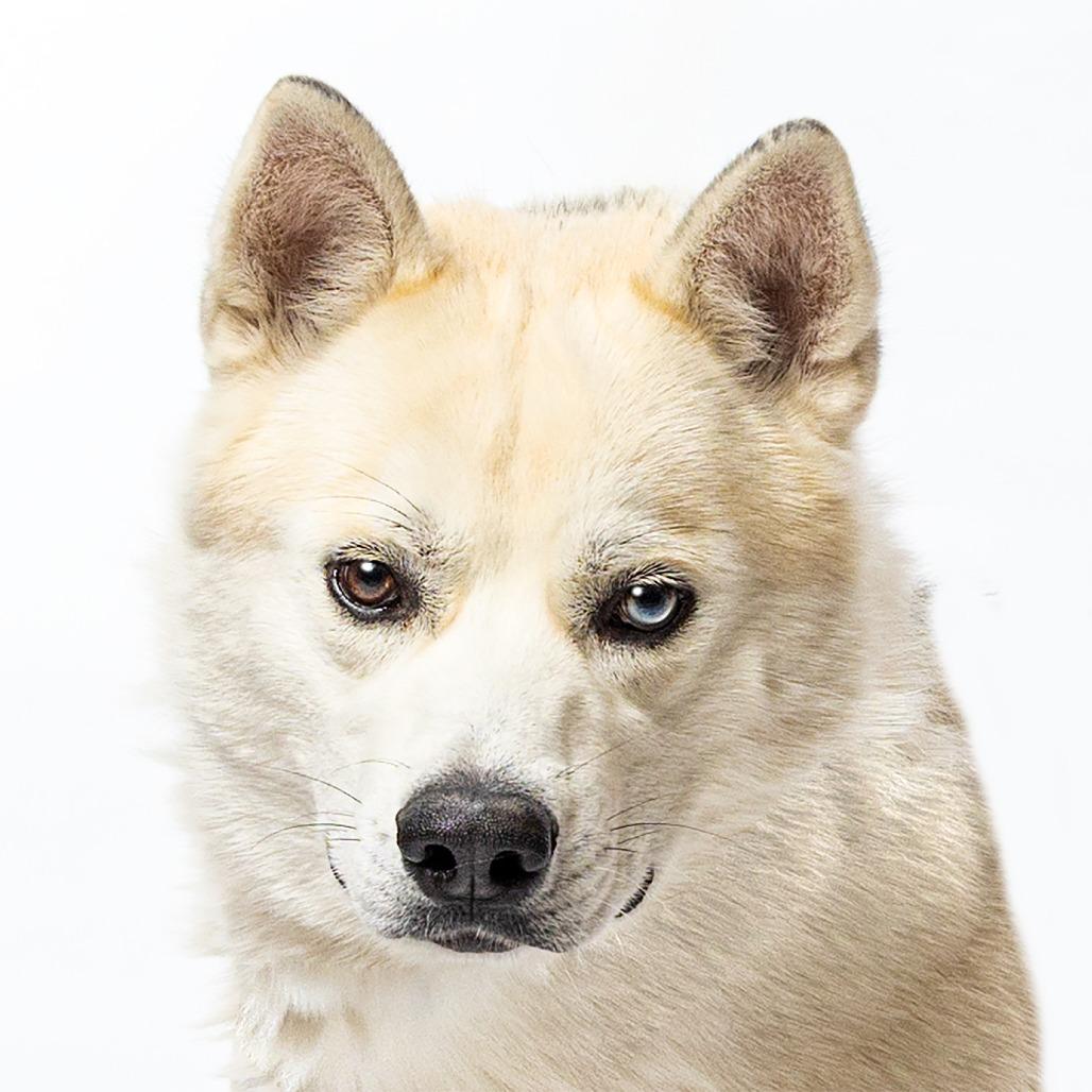Winter, Adoptable, Adult Male Siberian Husky & Mixed Breed.