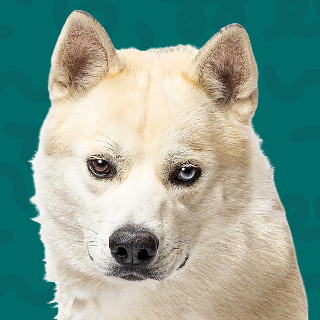 Enlarge Winter, a Adoptable mixed breed in Reno, NV image 2/6