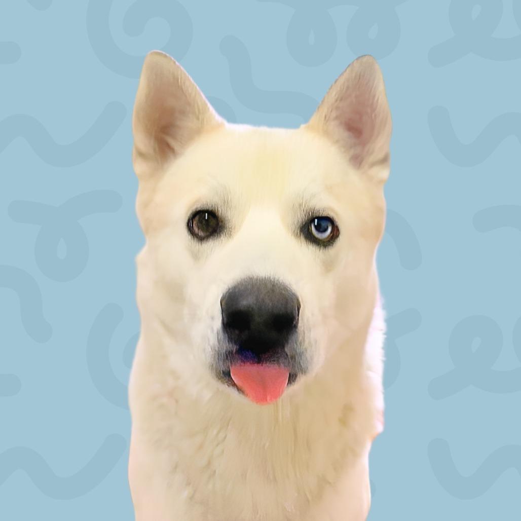 Enlarge Winter, a Adoptable mixed breed in Reno, NV image 3/6