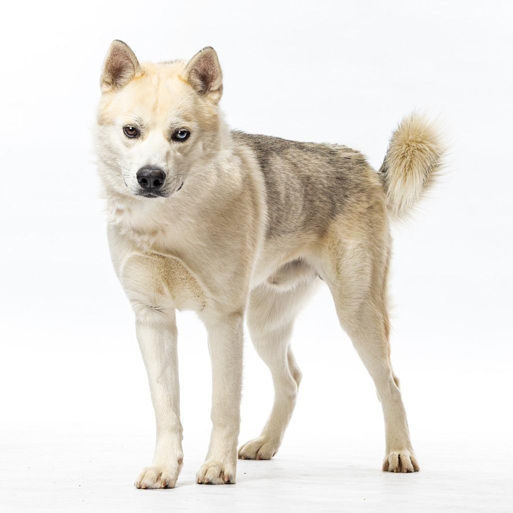 Enlarge Winter, a Adoptable mixed breed in Reno, NV image 4/6