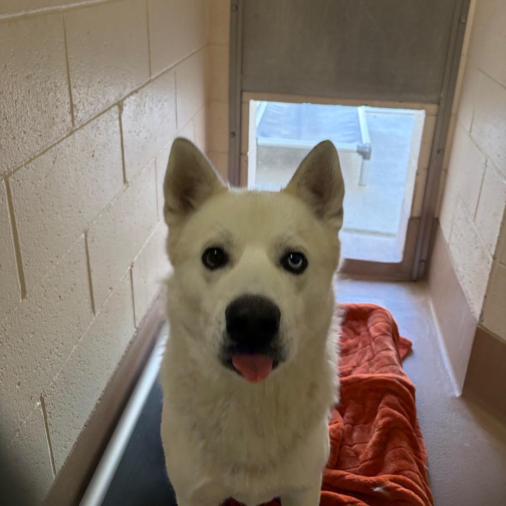 Enlarge Winter, a Adoptable mixed breed in Reno, NV image 5/6