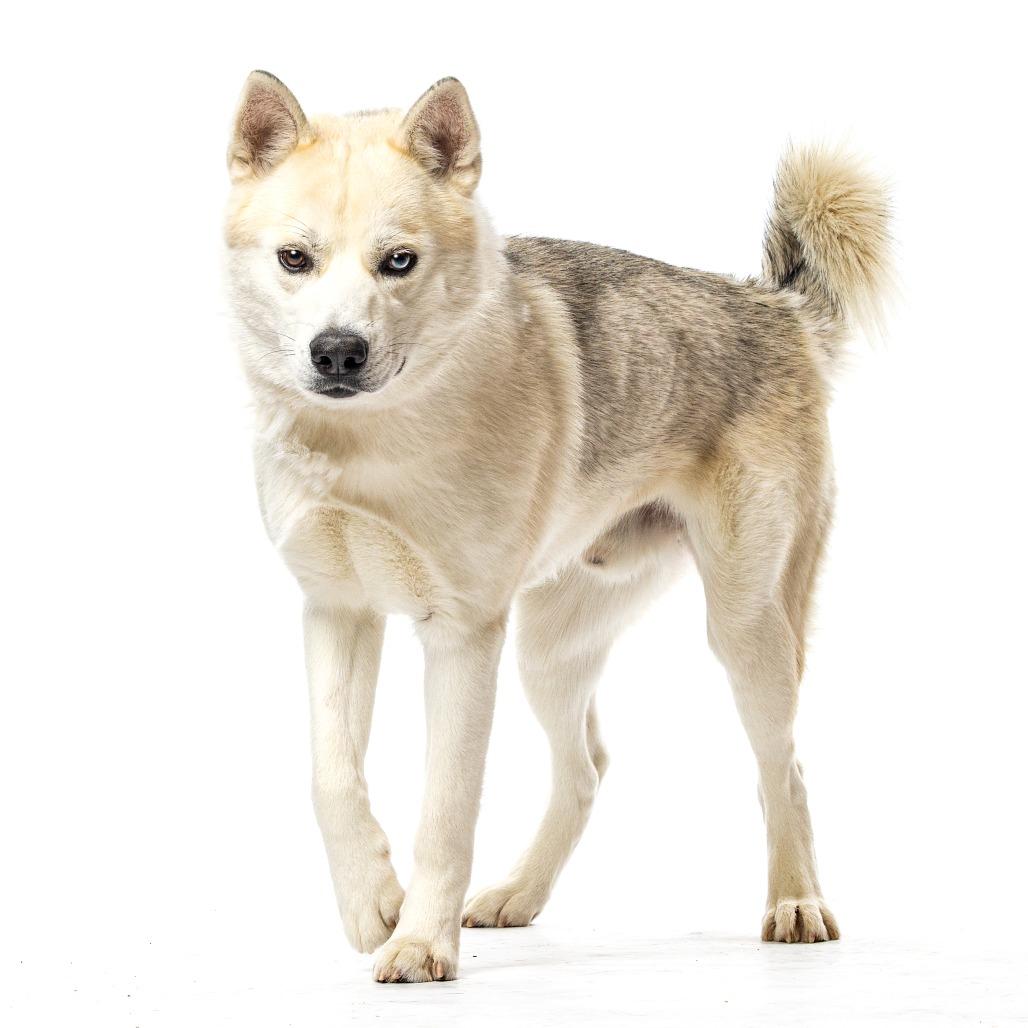 Enlarge Winter, a Adoptable mixed breed in Reno, NV image 6/6