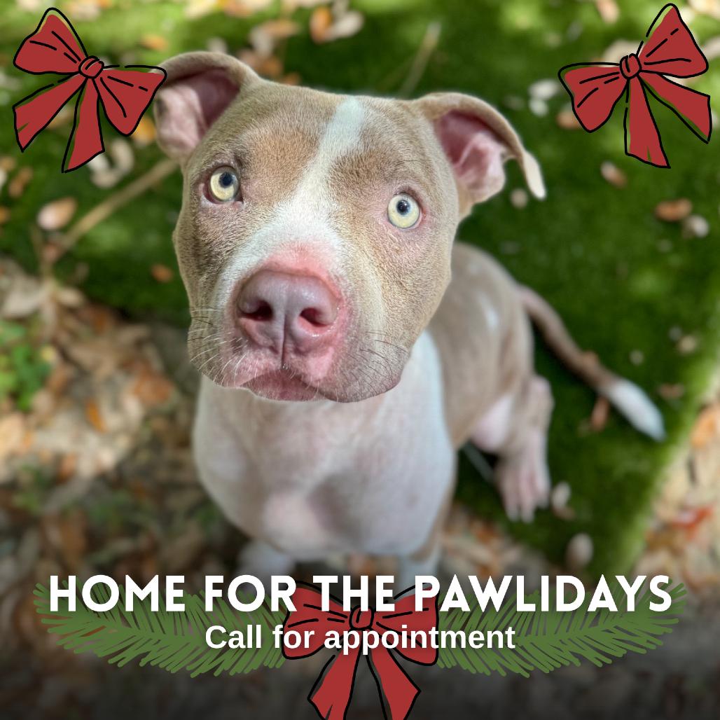 Romeo, Adoptable, Adult Male Mixed Breed.