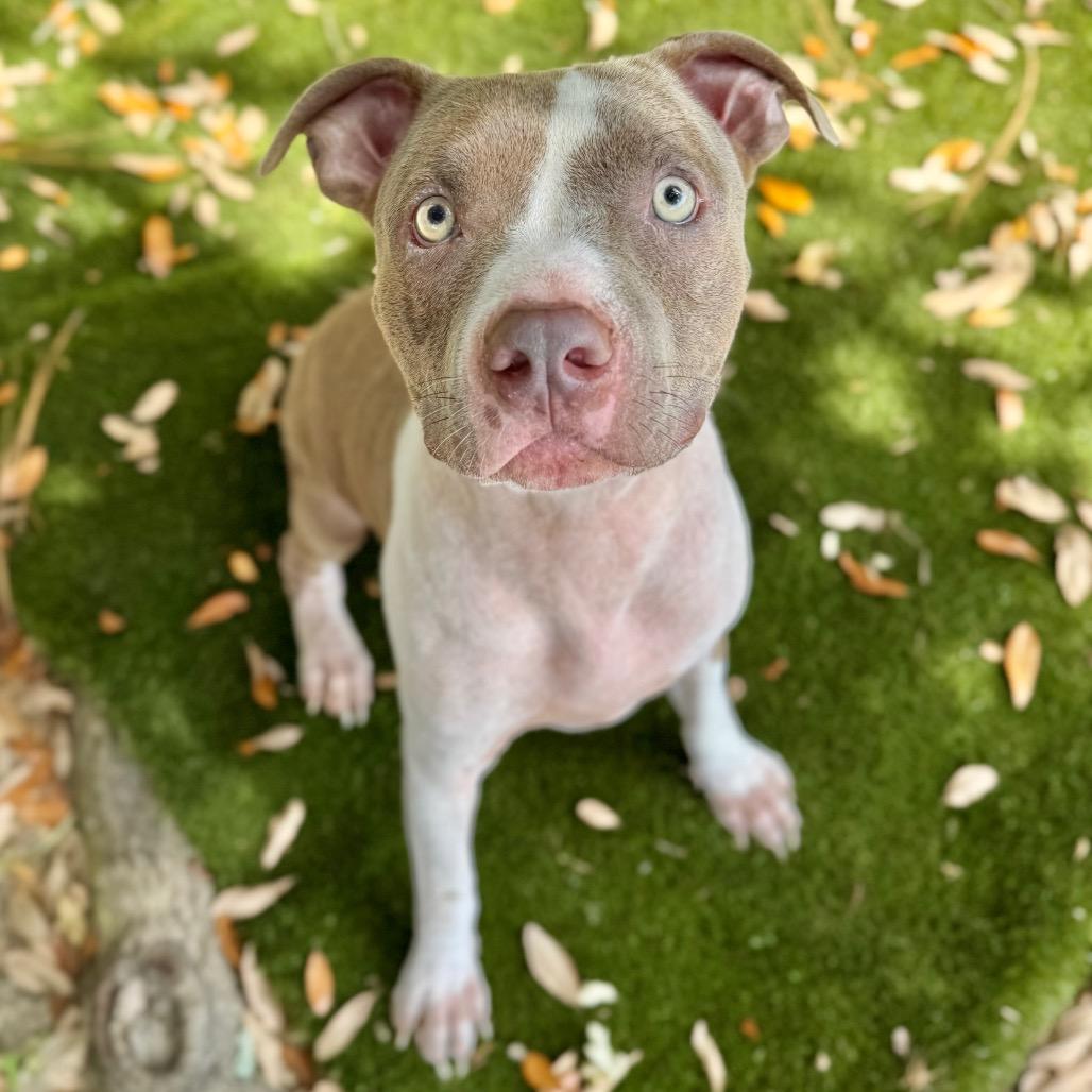 Enlarge Romeo, a Adoptable Mixed Breed in Milton, FL image 2/3