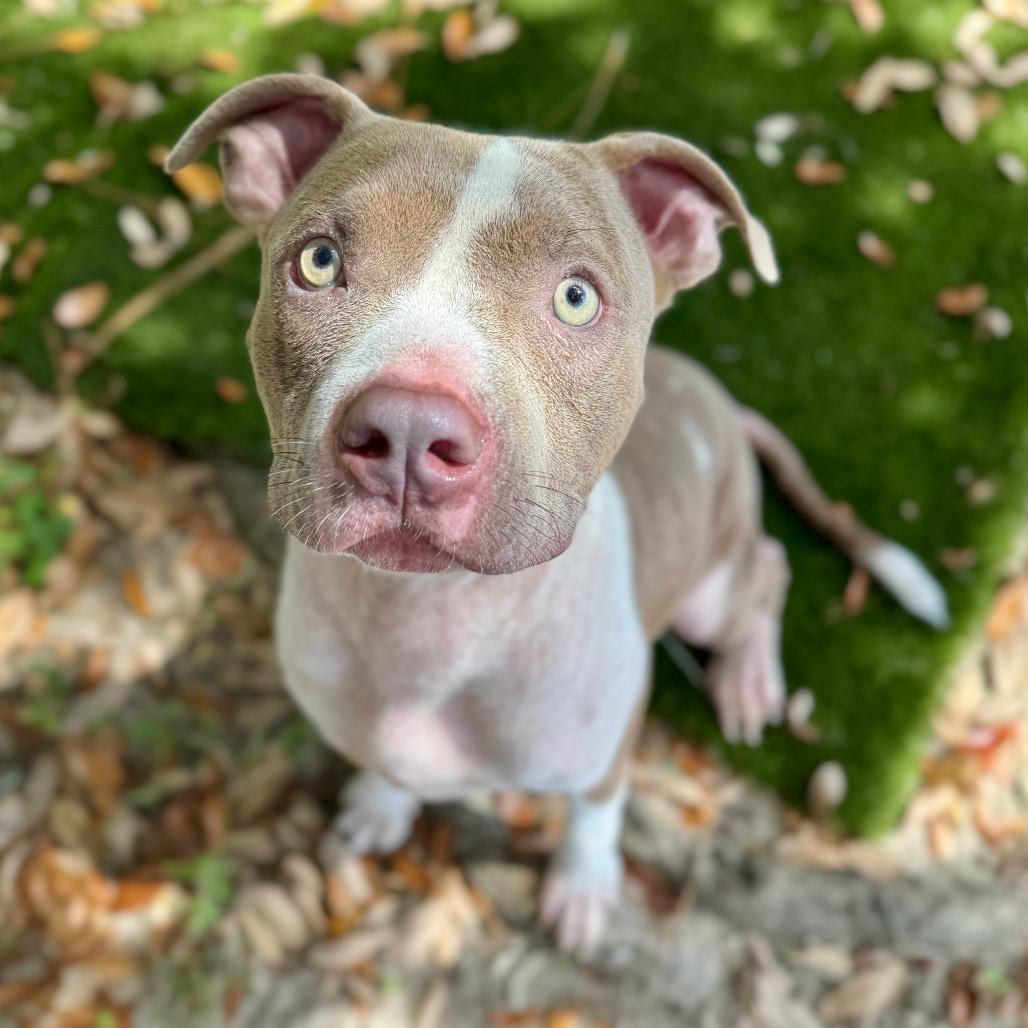 Enlarge Romeo, a Adoptable Mixed Breed in Milton, FL image 3/3