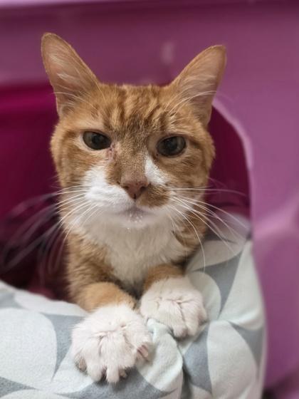 Ollie - adorable senior sweetheart, Adoptable, Senior Male Domestic Short Hair.