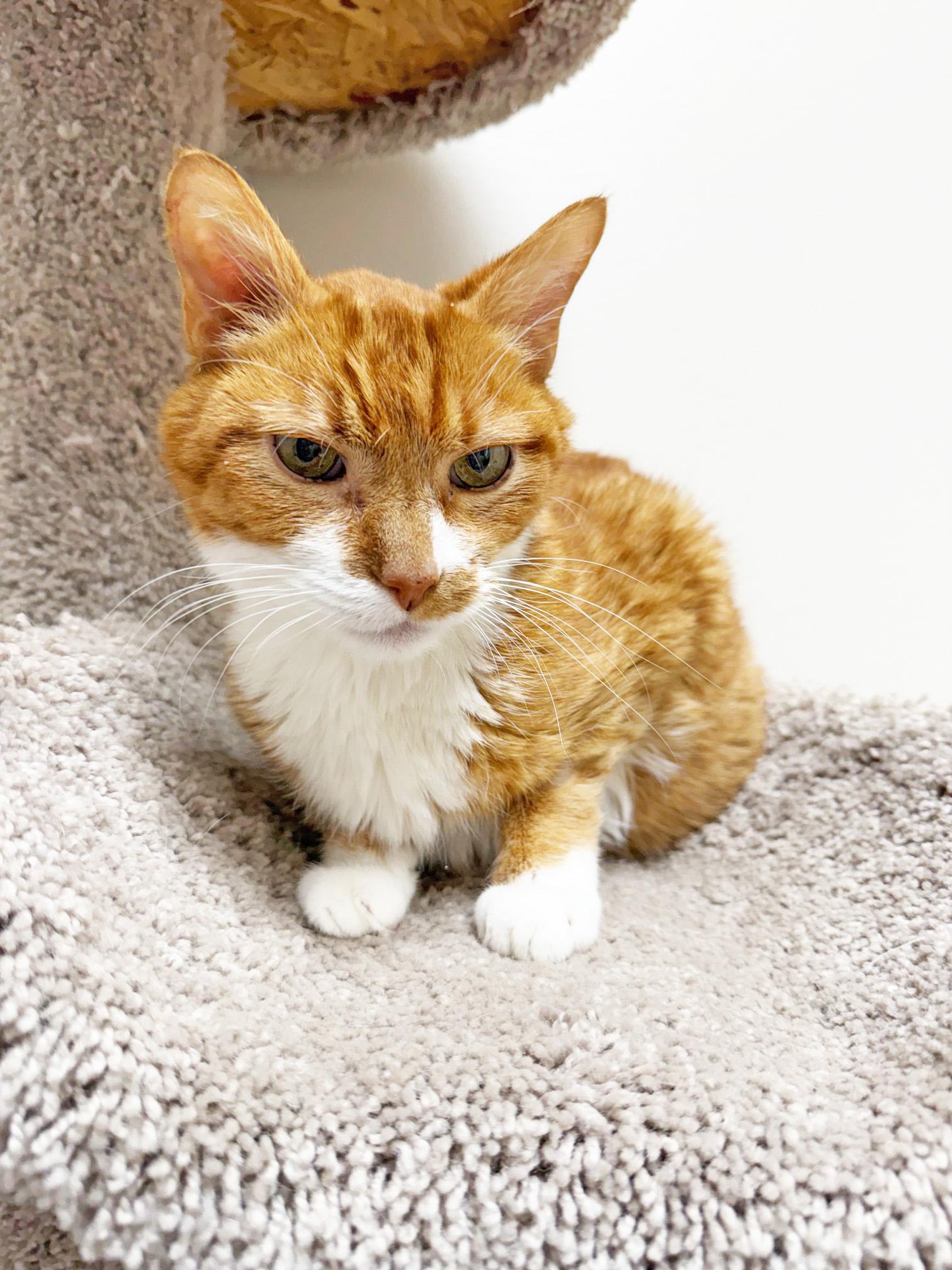 Enlarge Ollie - adorable senior sweetheart, a Adoptable Domestic Short Hair in Oshkosh, WI image 2/4