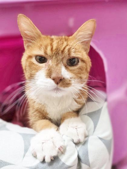 Ollie - adorable senior sweetheart, Adoptable, Senior Male Domestic Short Hair.