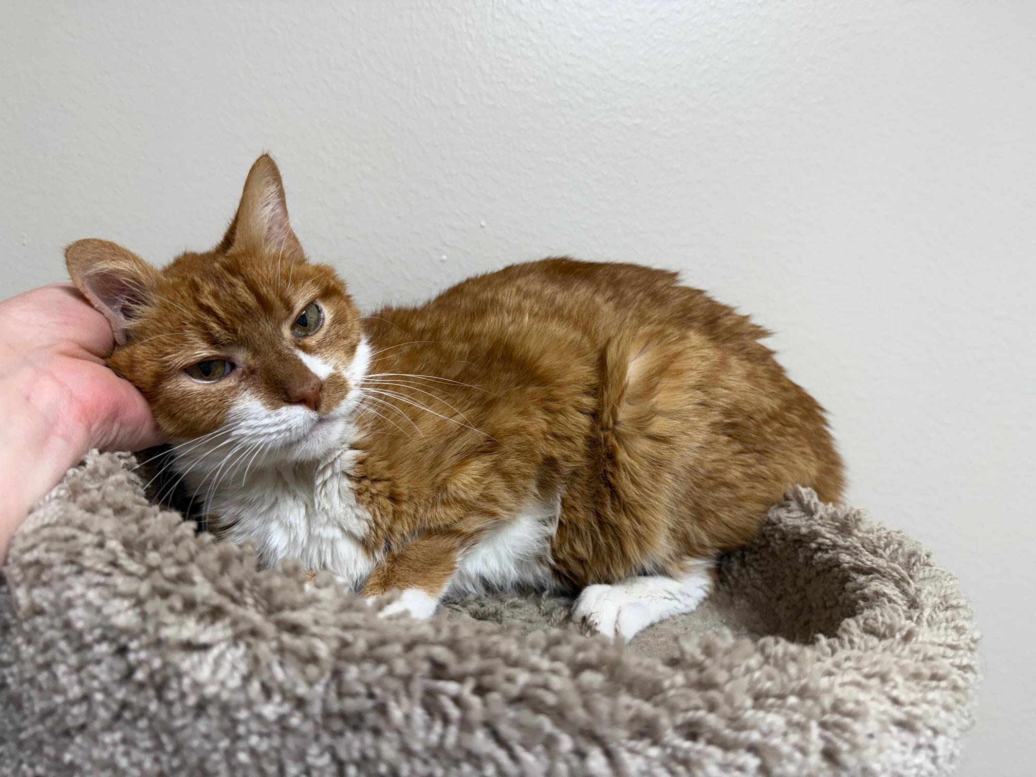 Enlarge Ollie - adorable senior sweetheart, a Adoptable Domestic Short Hair in Oshkosh, WI image 3/4