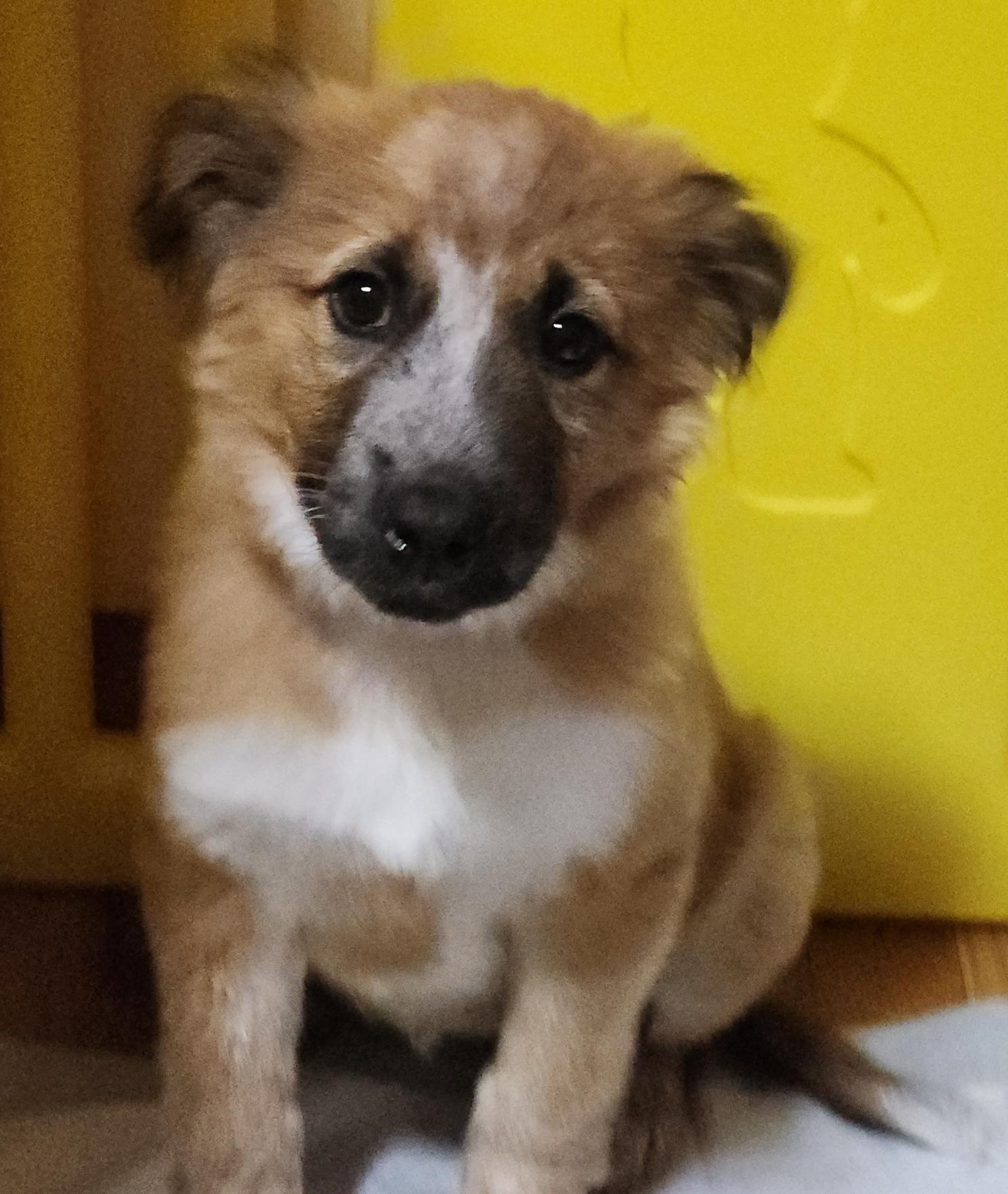 Phoebe, an adoptable Australian Shepherd, Border Collie in Riverton, WY, 82501 | Photo Image 1