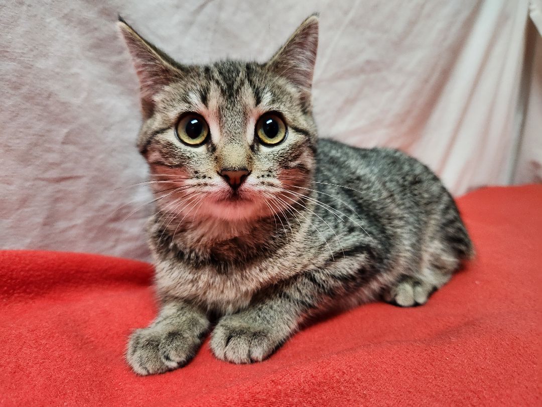 Birch, a Adoptable Domestic Short Hair in Hawk Point, MO image 1/4