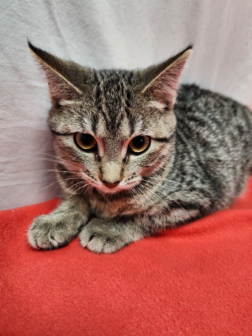 Birch, a Adoptable Domestic Short Hair in Hawk Point, MO image 2/4