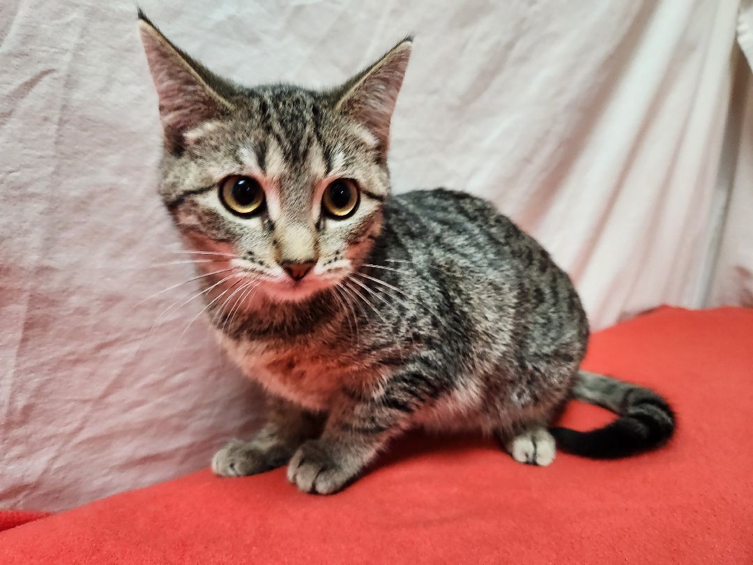 Birch, a Adoptable Domestic Short Hair in Hawk Point, MO image 3/4