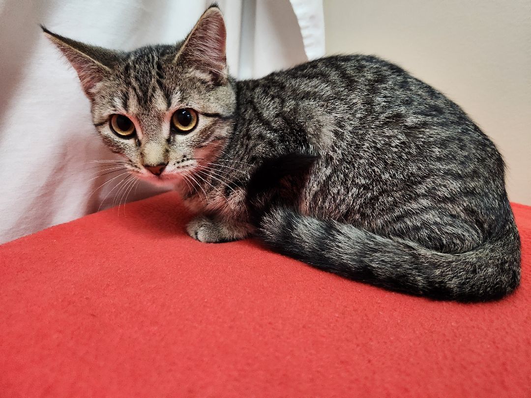 Birch, a Adoptable Domestic Short Hair in Hawk Point, MO image 4/4