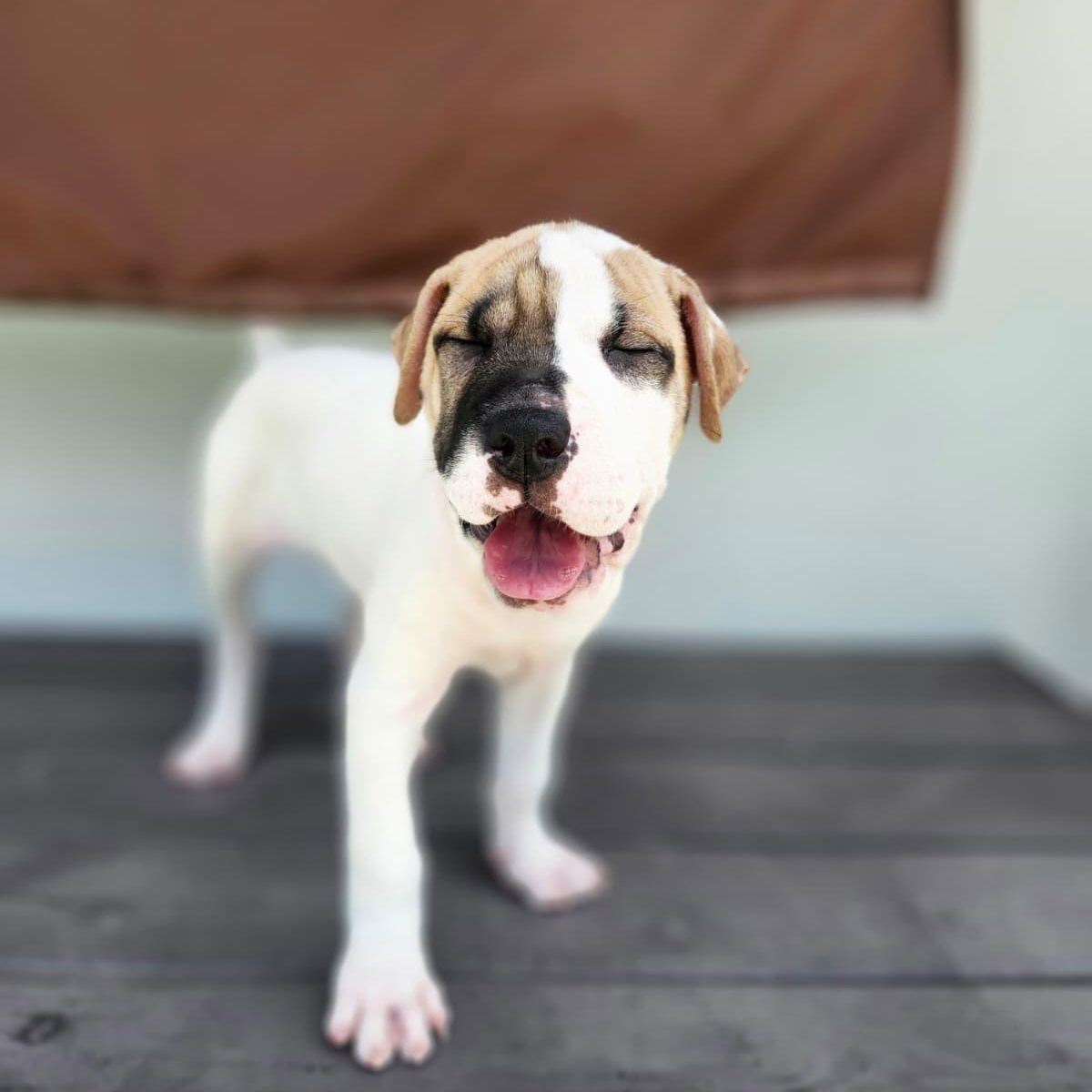 Ahsoka, a Adoptable mixed breed in Sunrise, FL image 3/3