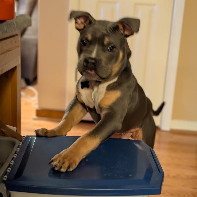 Clyde, an adopted mixed breed in Midlothian, VA image 2/6