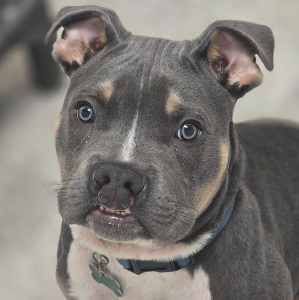 Clyde, an adopted mixed breed in Midlothian, VA image 1/6