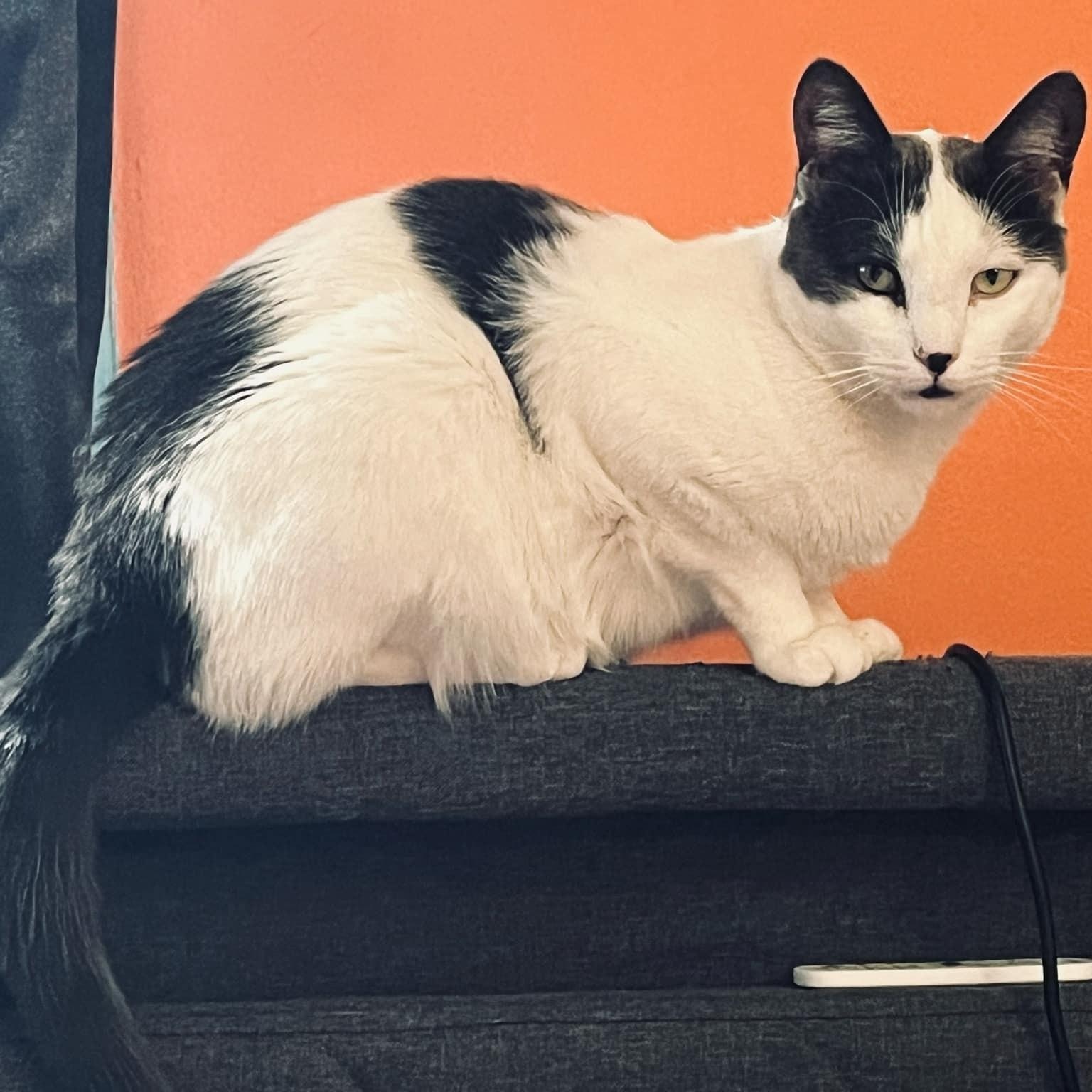 Don Julio, Adult Male unknown