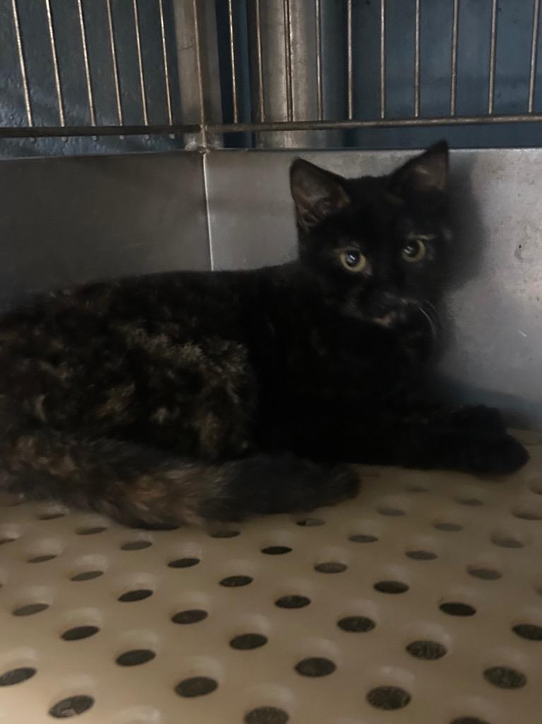 Enlarge Feathertail, a Adopted mixed breed in Benton, AR image 1/1