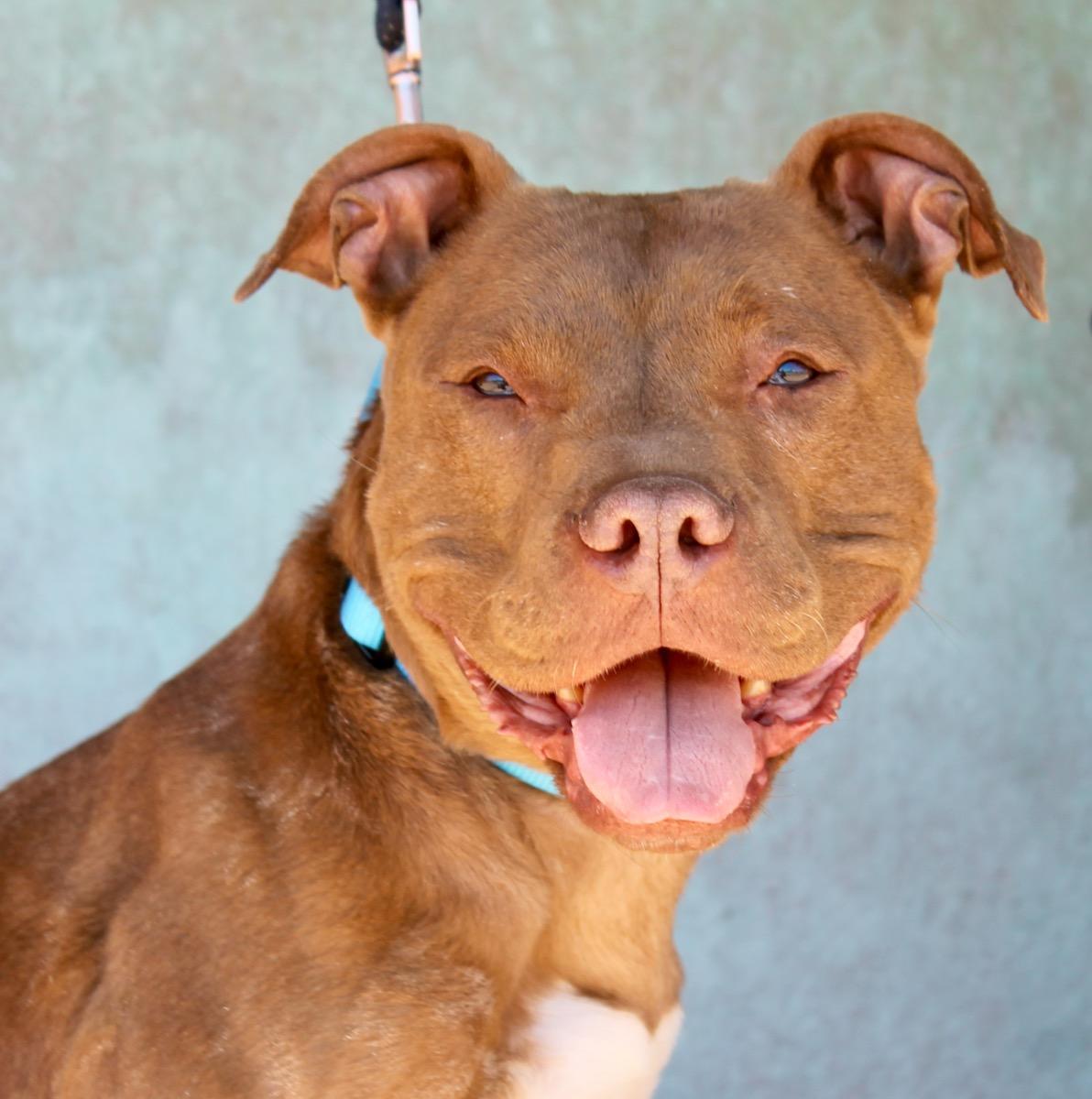 Gemma, a ADOPTABLE American Staffordshire Terrier in Albuquerque, NM image 1/6