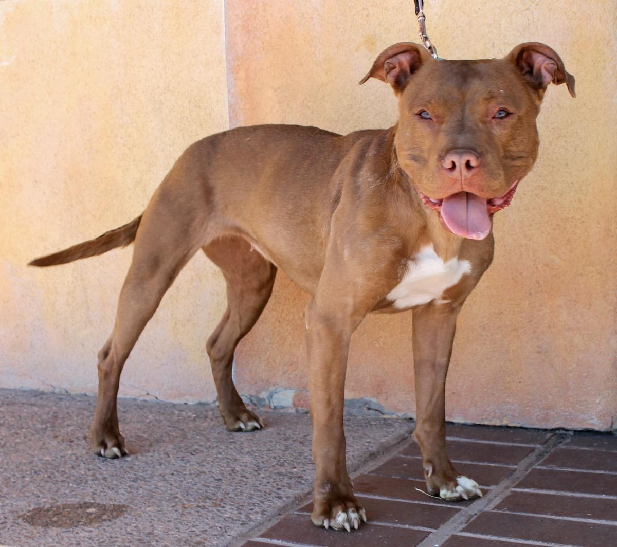 Gemma, a ADOPTABLE American Staffordshire Terrier in Albuquerque, NM image 5/6