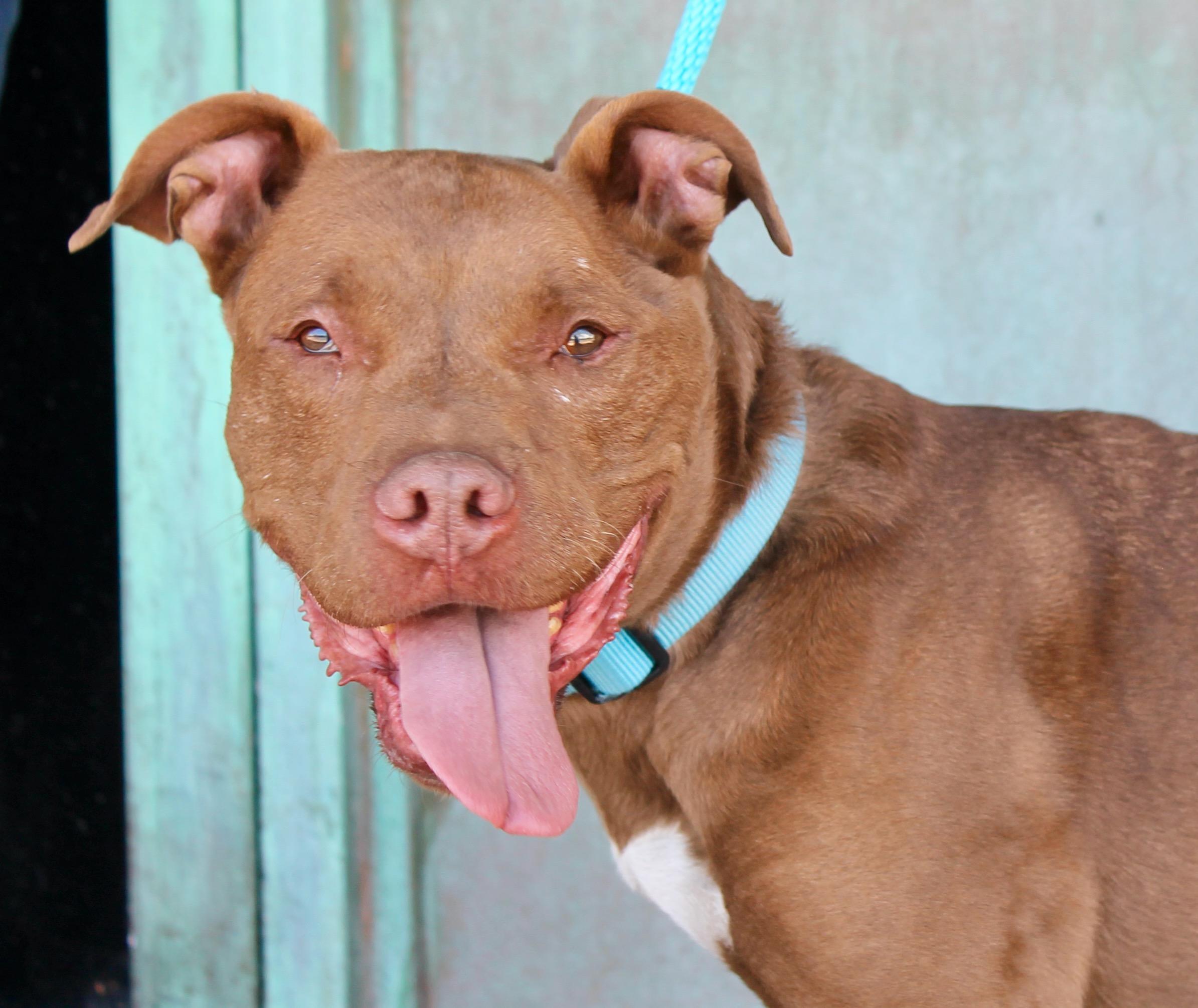 Gemma, a ADOPTABLE American Staffordshire Terrier in Albuquerque, NM image 5/6