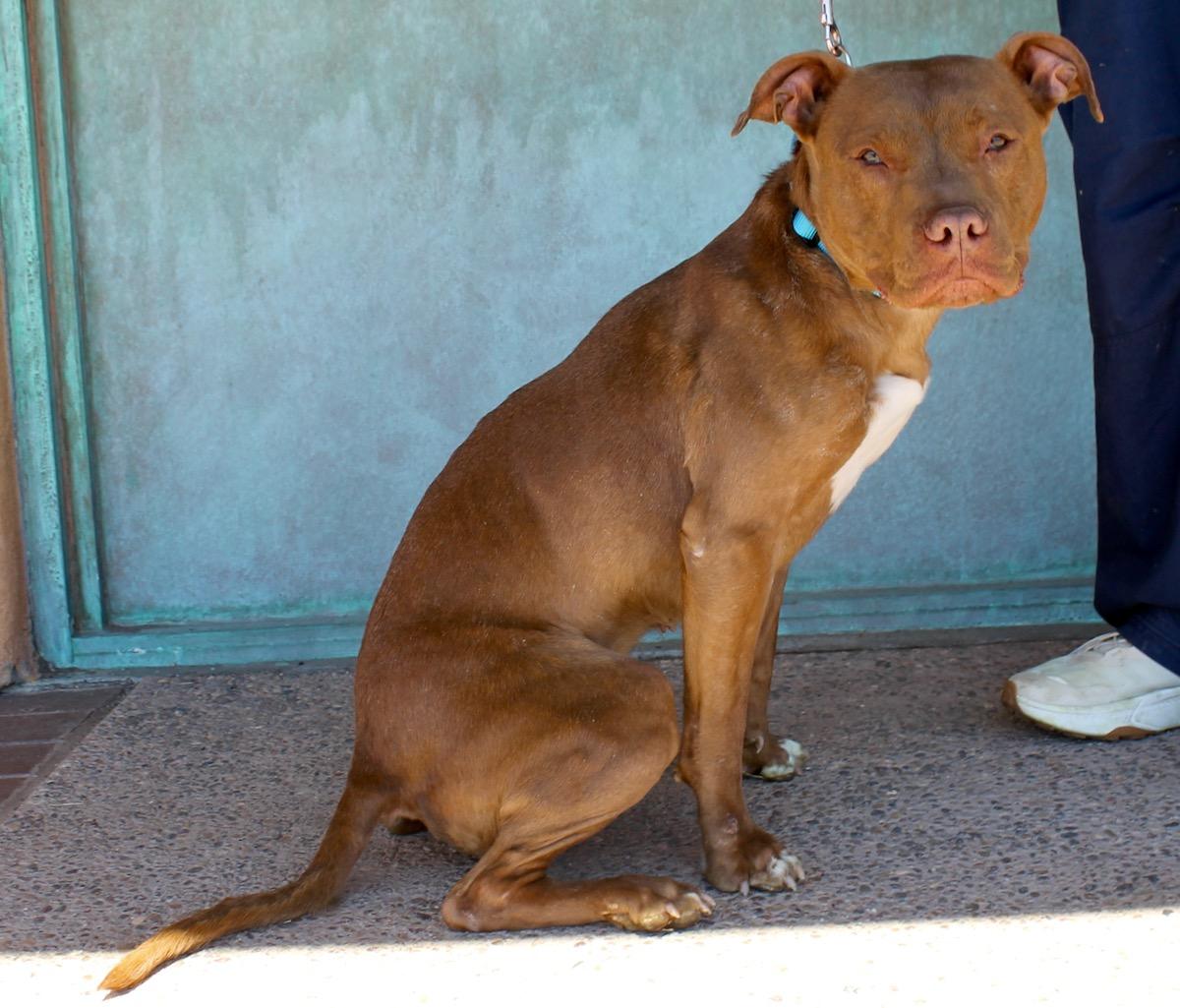 Gemma, a ADOPTABLE American Staffordshire Terrier in Albuquerque, NM image 4/6