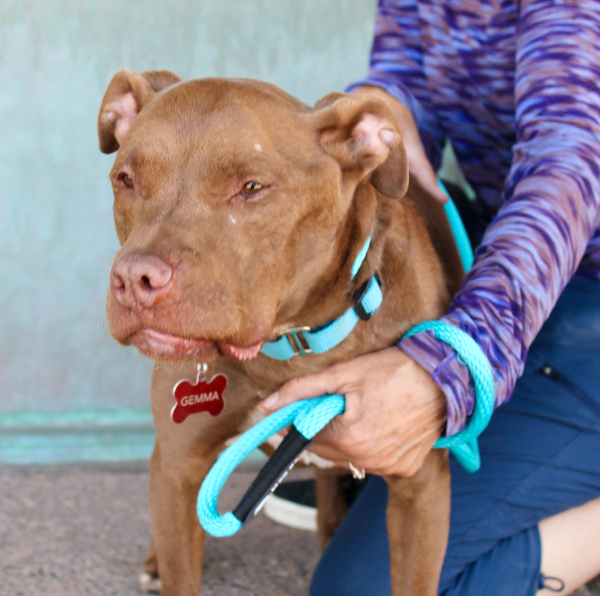 Gemma, a ADOPTABLE American Staffordshire Terrier in Albuquerque, NM image 4/6