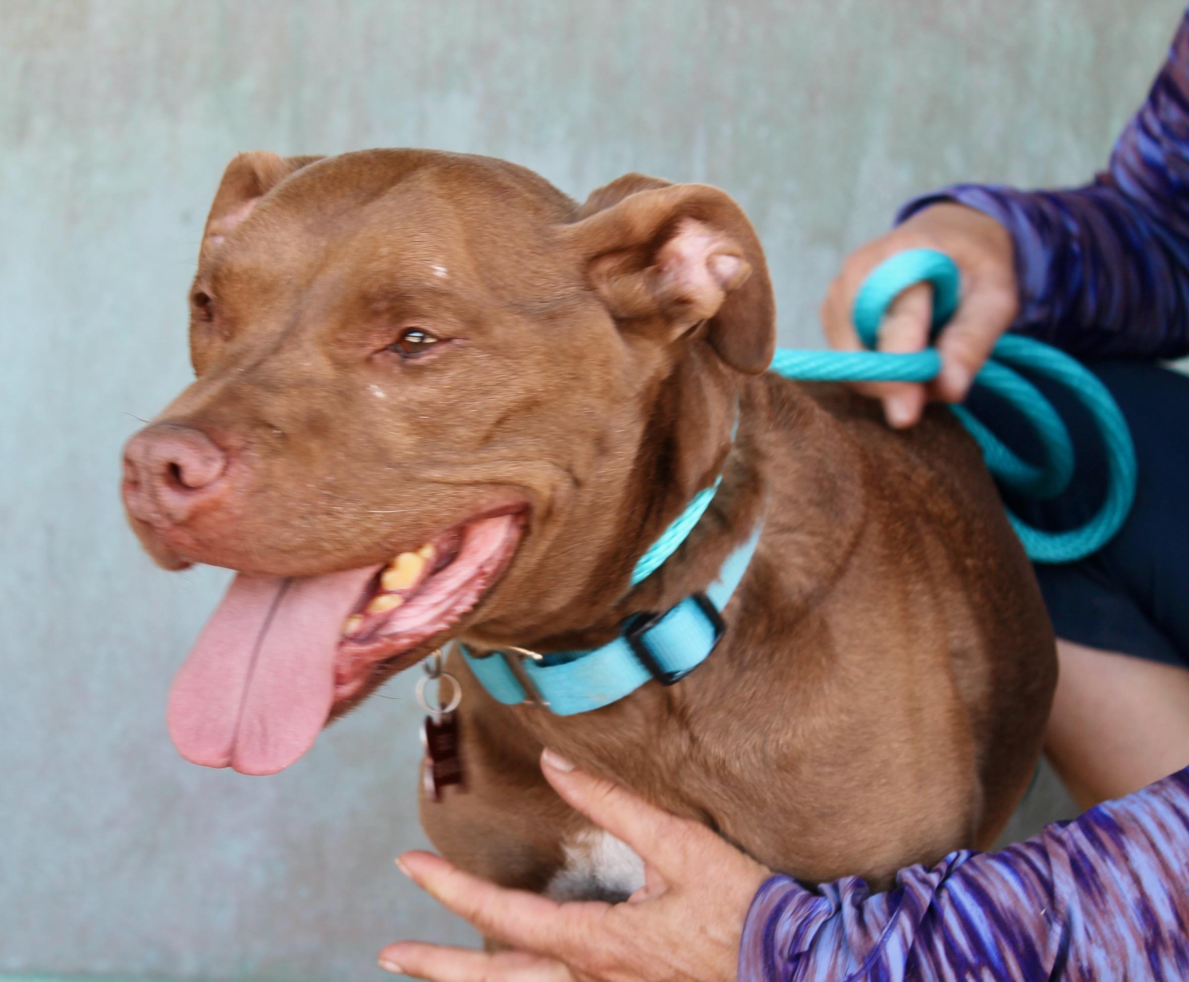 Gemma, a ADOPTABLE American Staffordshire Terrier in Albuquerque, NM image 2/6