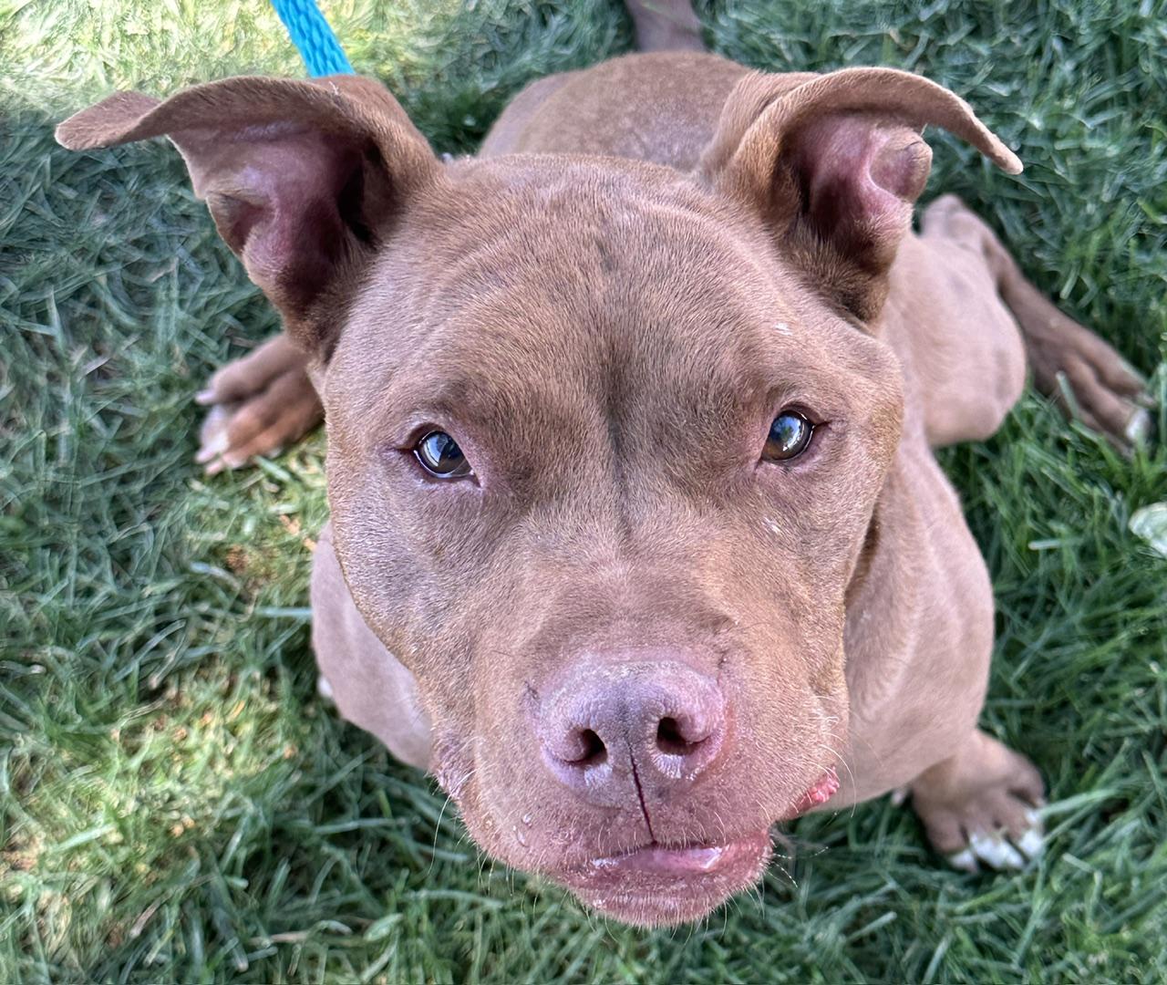 Gemma, ADOPTABLE, Adult Female American Staffordshire Terrier.