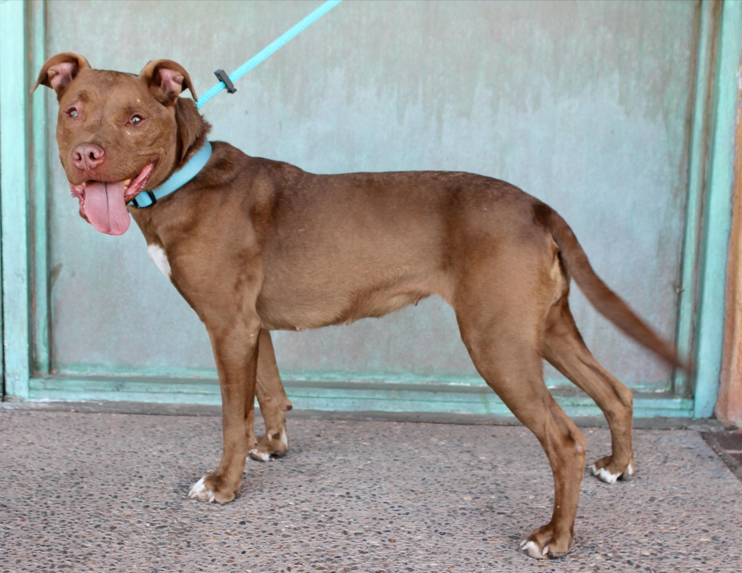 Gemma, a ADOPTABLE American Staffordshire Terrier in Albuquerque, NM image 6/6
