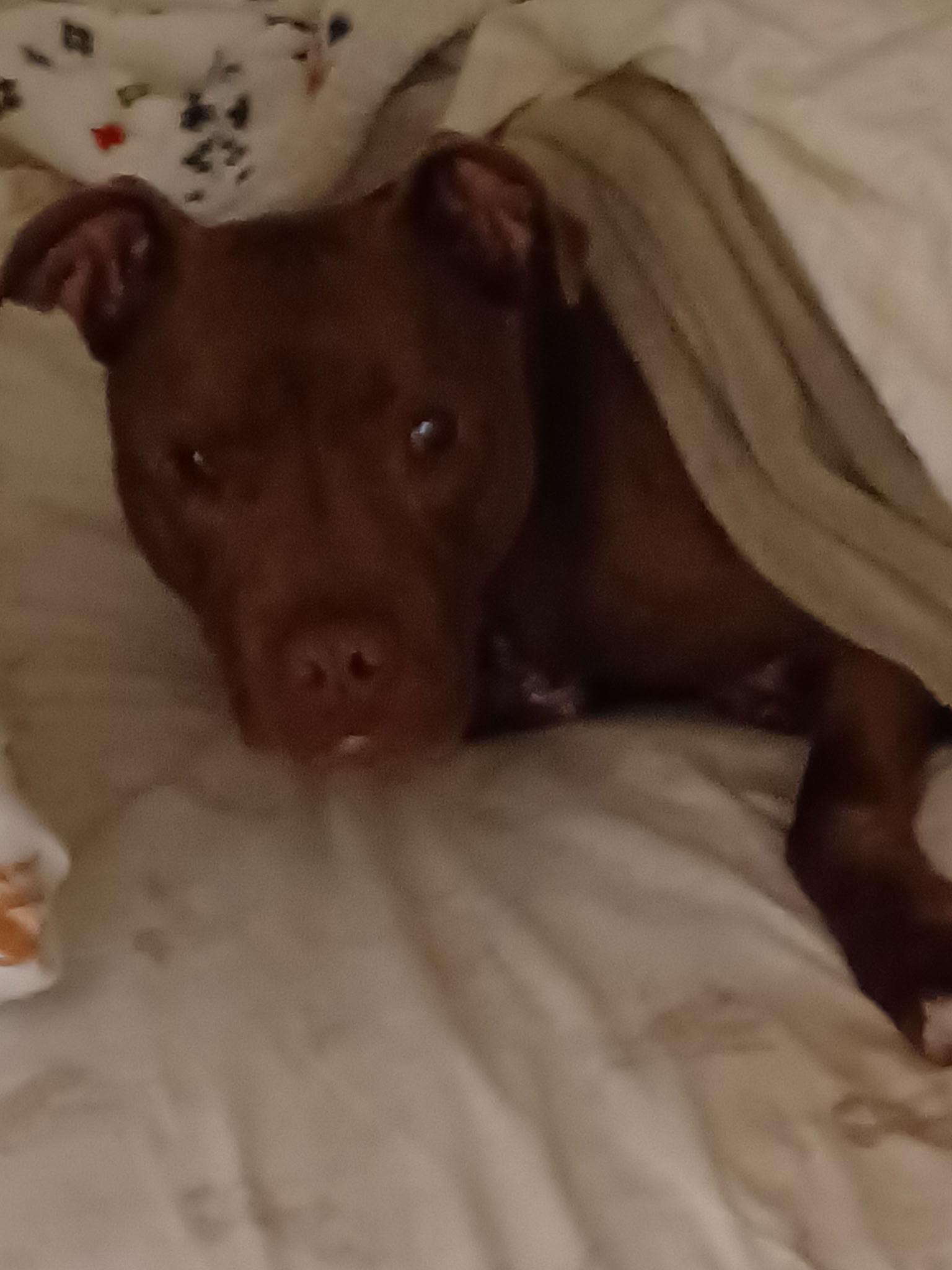 Gemma, a ADOPTABLE American Staffordshire Terrier in Albuquerque, NM image 3/6