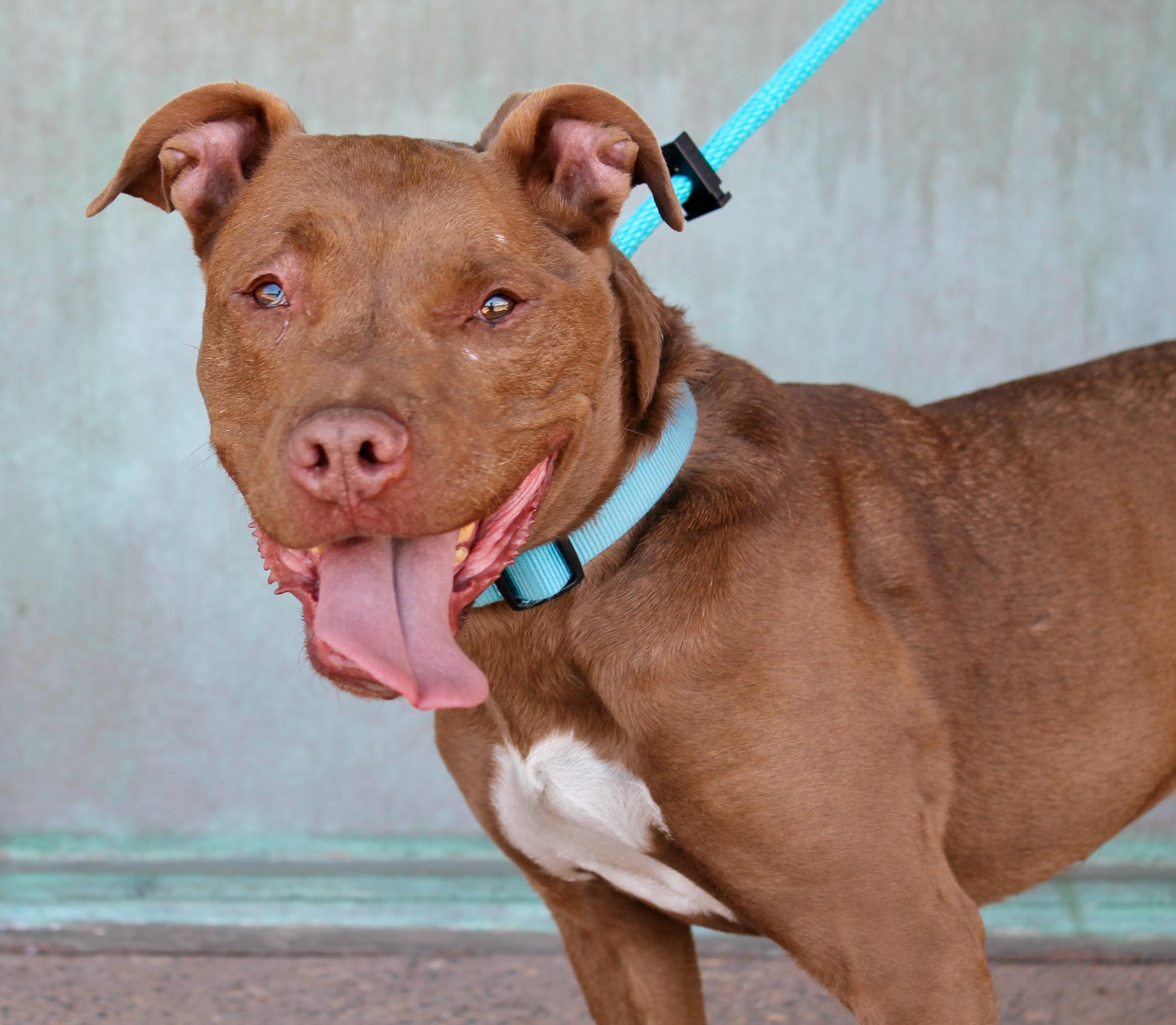 Gemma, a ADOPTABLE American Staffordshire Terrier in Albuquerque, NM image 3/6