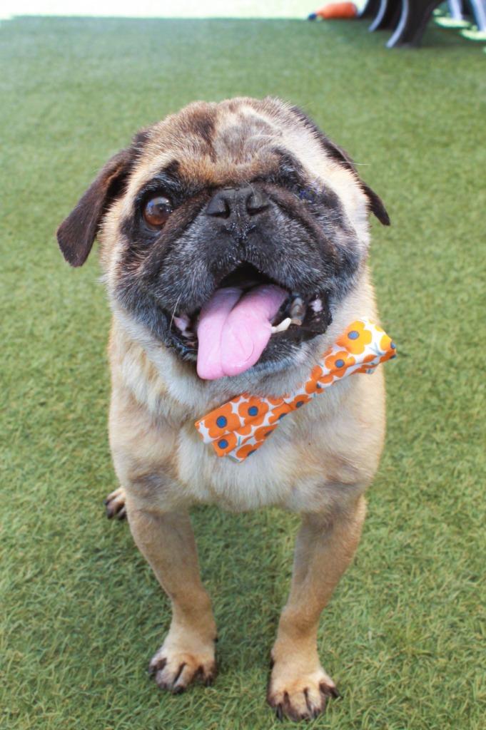 Ian, Adoptable, Senior Male Pug.