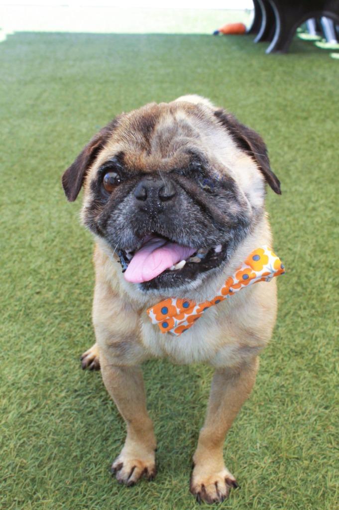 Ian, a Adoptable Pug in Gardena, CA image 3/6
